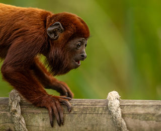 2023Howler Monkey Dr Ywp 7