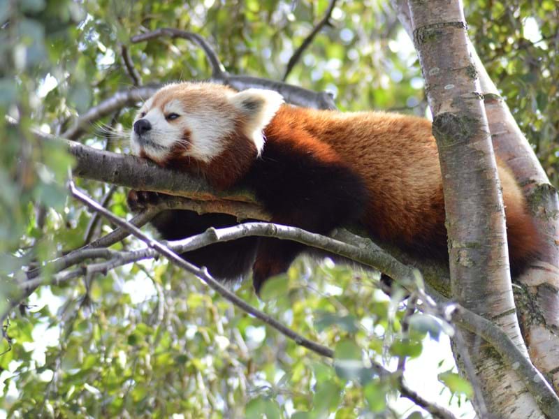 Red Panda (CR. Kerry Coupe)