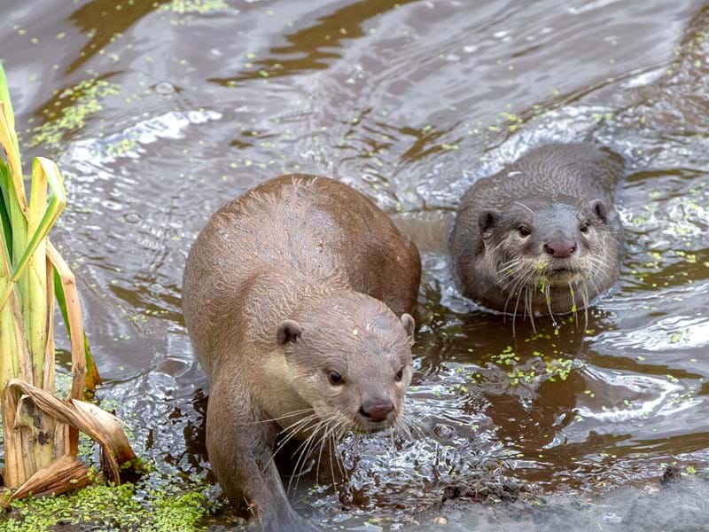 Smooth Otters (CR. Jamie Stewart)