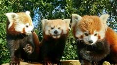 Three Red Pandas Together