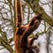 Howler Monkey swing  (CR. David Roberts)