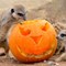 Meerkats With Pumpkin