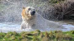 Polar Bear Splash