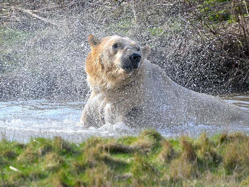Polar Bear Splash
