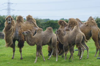 YWP Camels 005