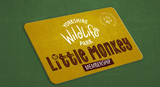 Ywp 2453 Little Monkey Membership