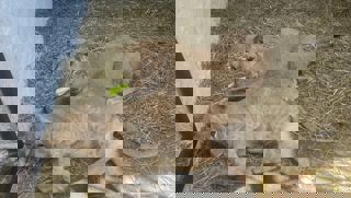 4974F2fc A7e7 49Ea Bd9a 7056Effe655e 2