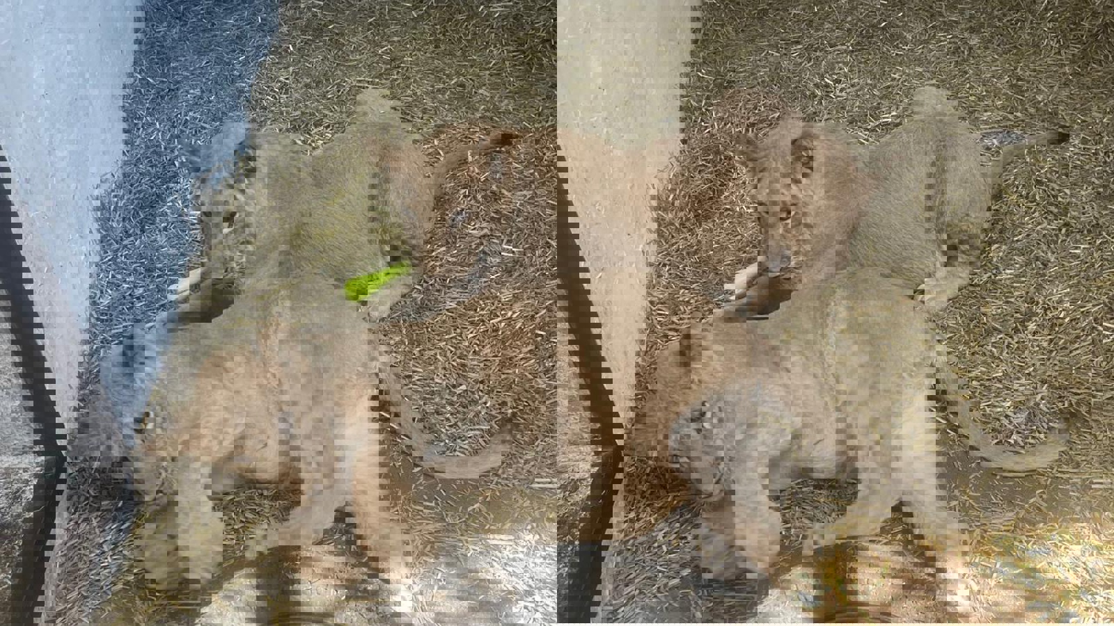 4974F2fc A7e7 49Ea Bd9a 7056Effe655e 2