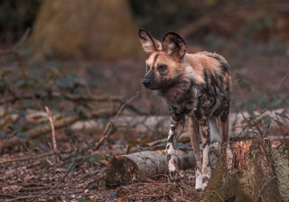 2022 03 21 2022Painted Dog Catching The Light 5 Dr Ywp