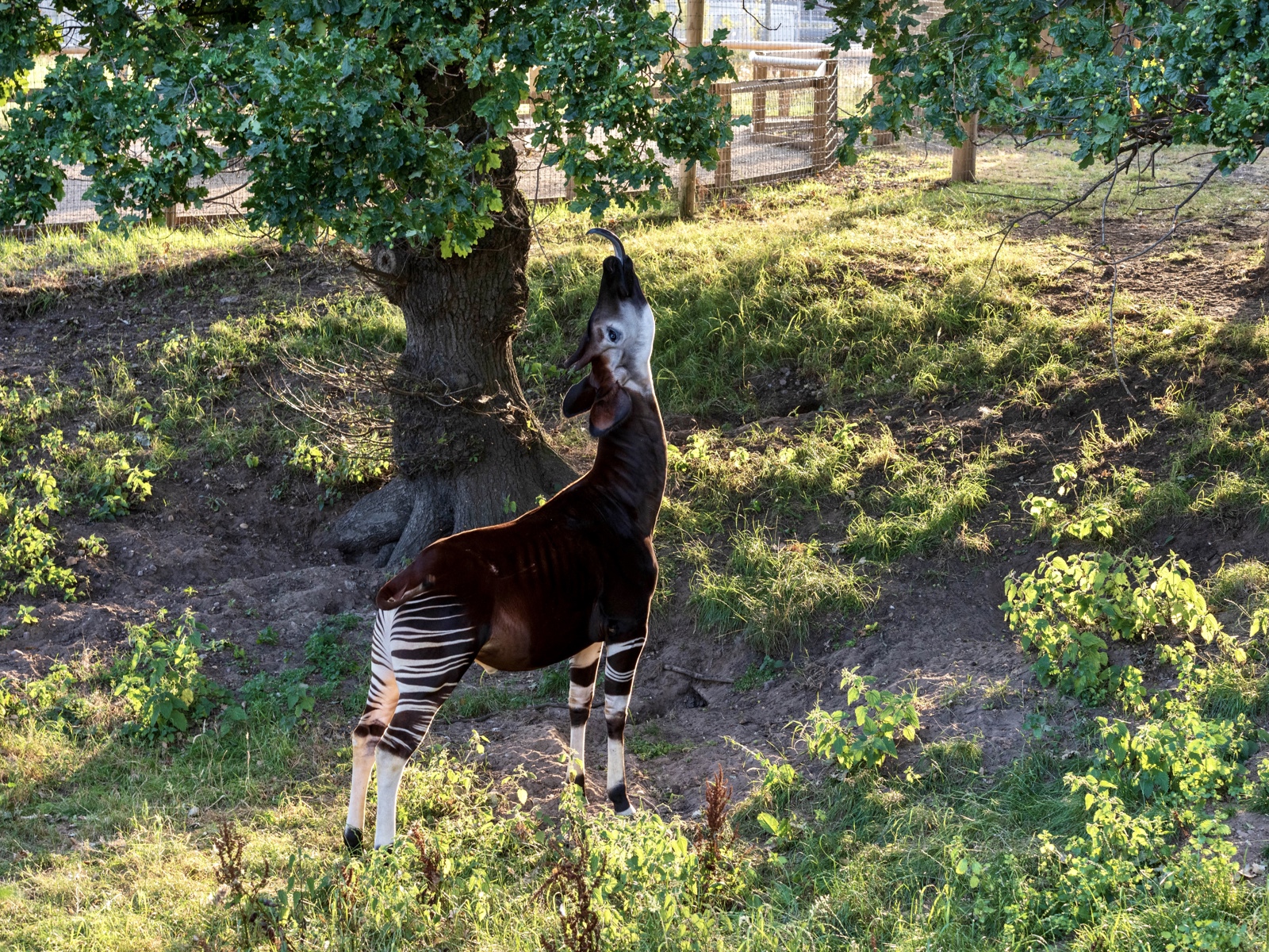 Maddison Foreman Okapi `Tree