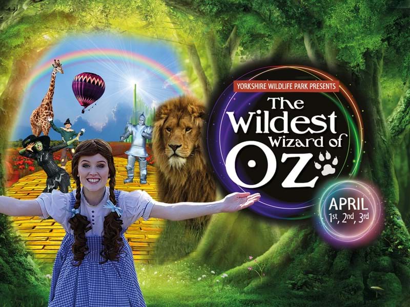 YWP 2029 Web Carousel 3000 X 1050 Wizard Of Oz