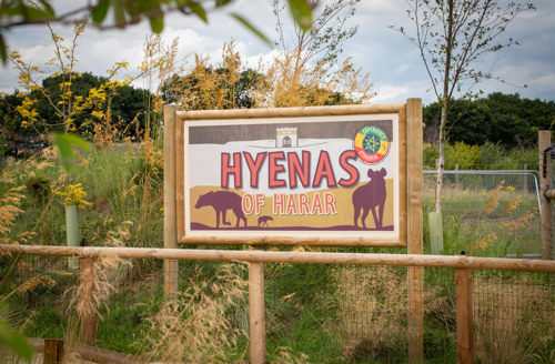 YWP Hyenas 20