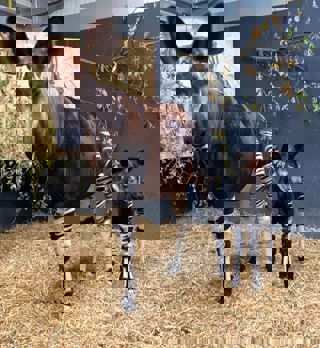 Baby Okapi Stood With Mum