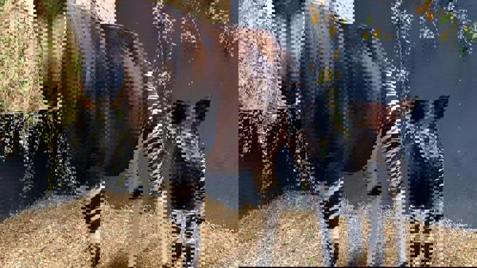 Baby Okapi Stood With Mum