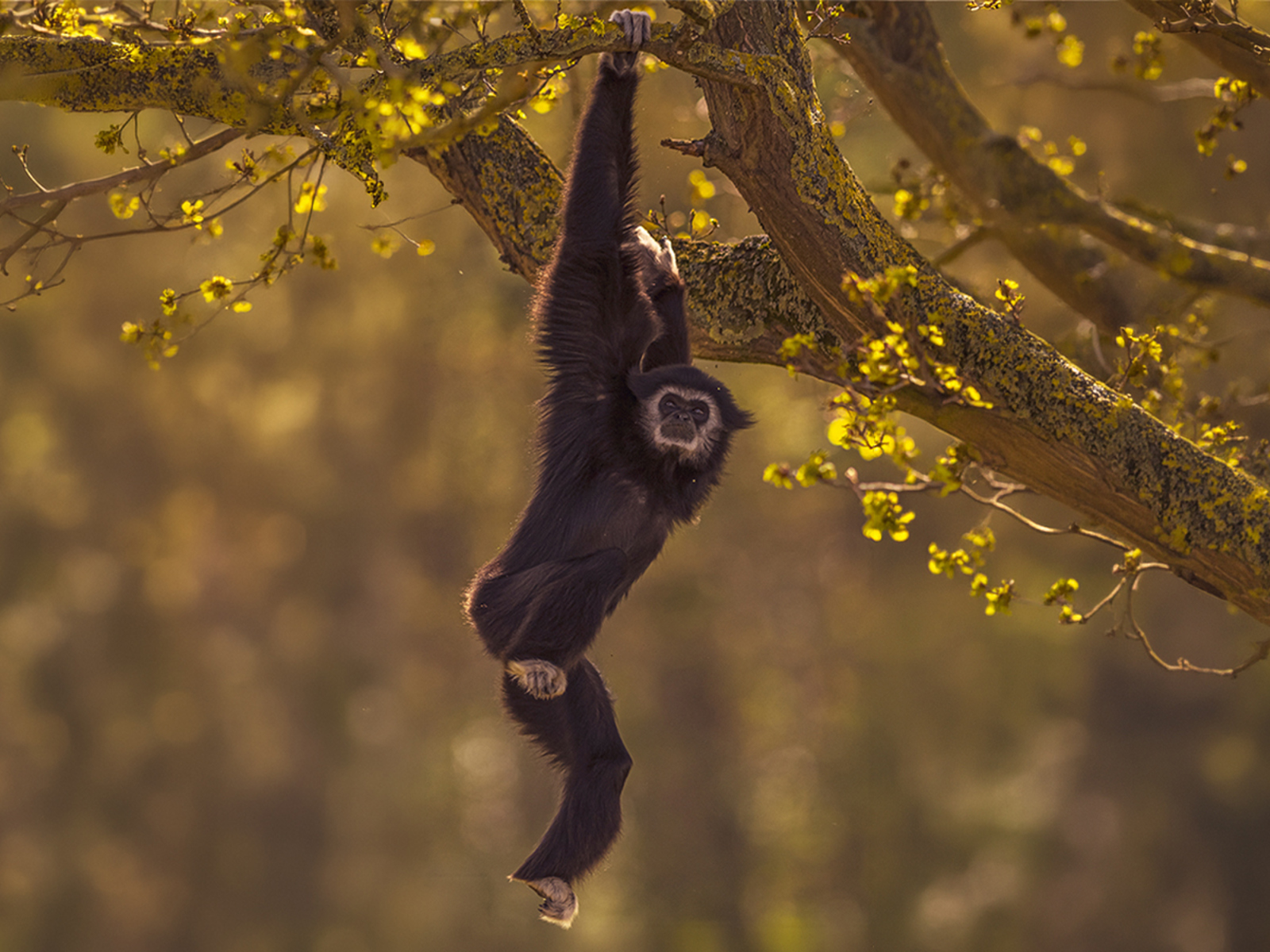 Lar Gibbon