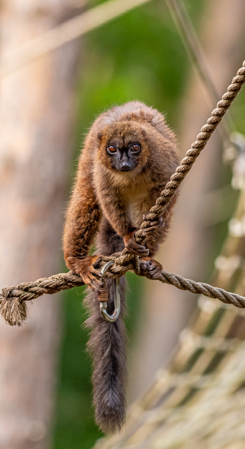 2022 07 10 2022Red Bellied Lemur 2 Dr Ywp