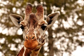 Giraffe 3344366 1280