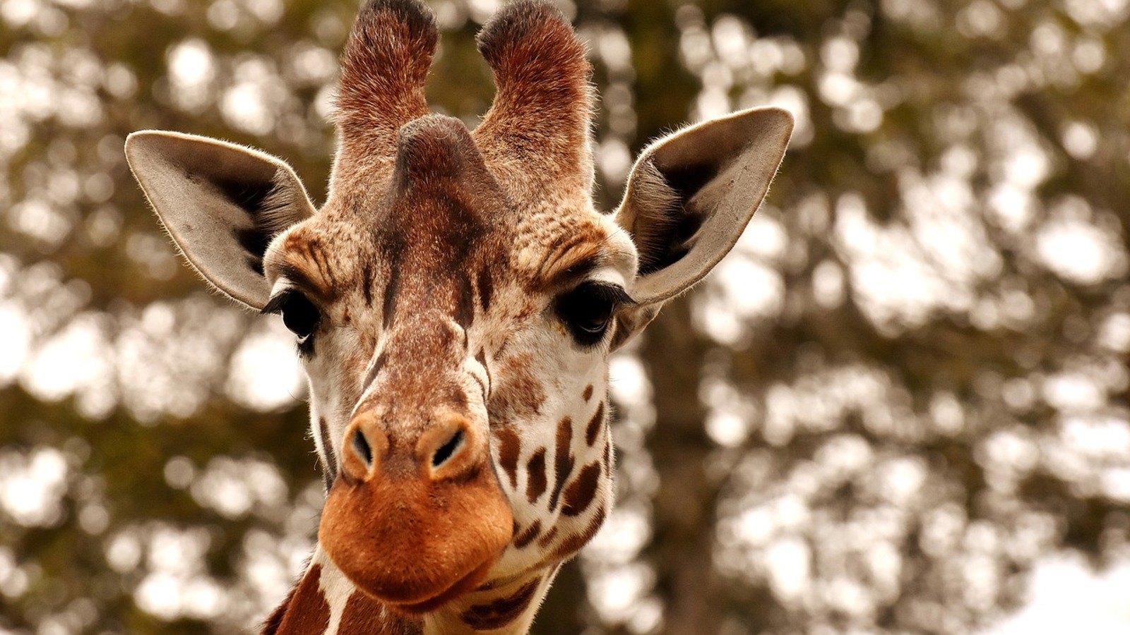 Giraffe 3344366 1280