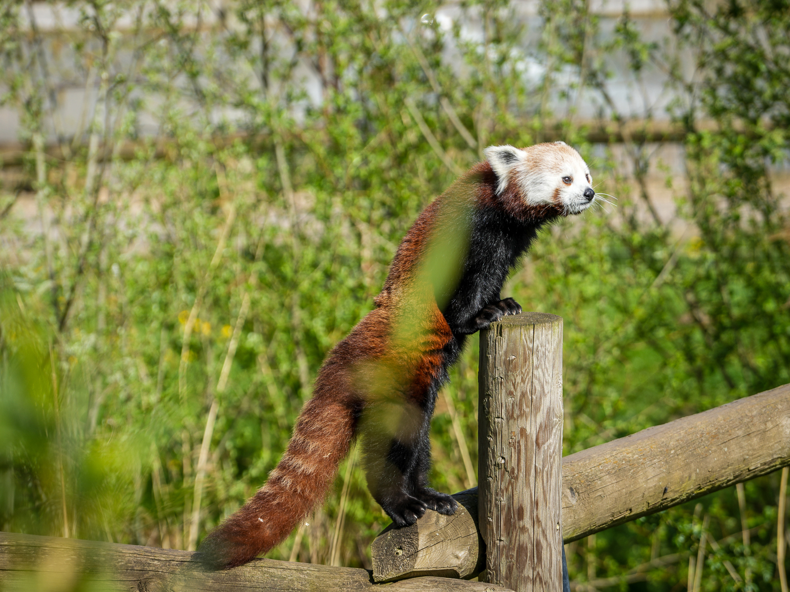 Zemi First Time Outside 13