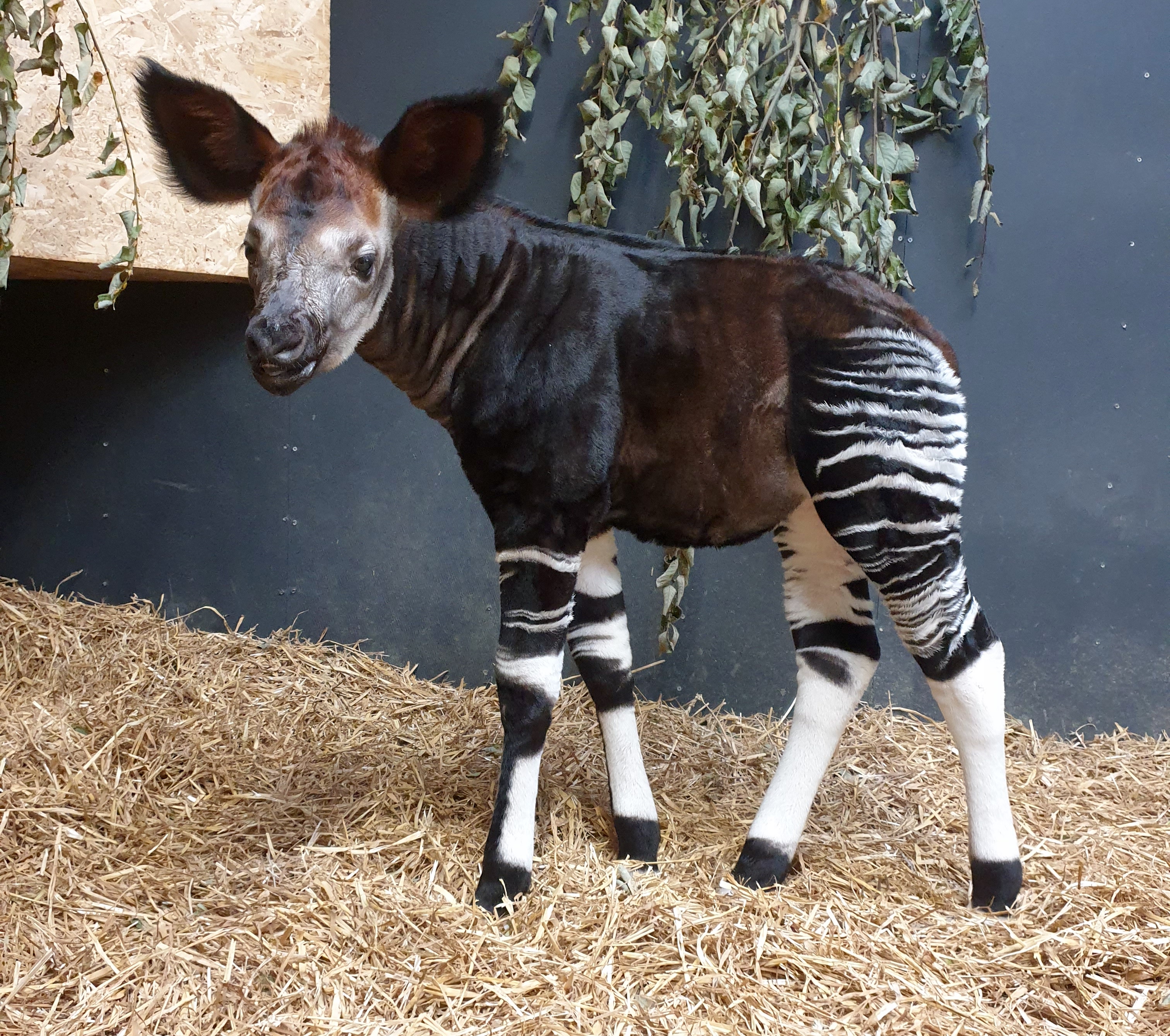 Rare Okapi baby born at Yorkshire Wildlife Park