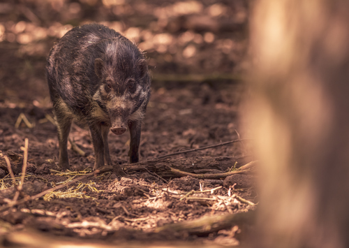 2023 05 31 2023 Warty Pig 4 Dr Ywp