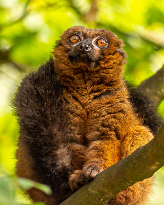 2022 11 03 2022Red Bellied Lemur 10 Dr Ywp