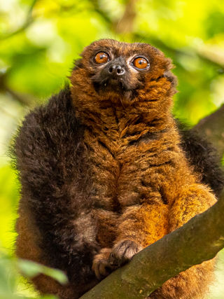2022 11 03 2022Red Bellied Lemur 10 Dr Ywp