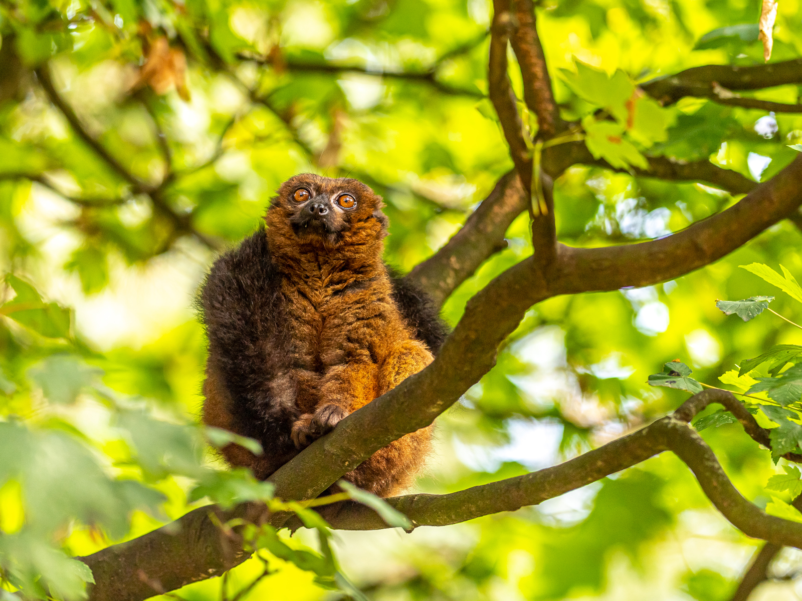 2022 11 03 2022Red Bellied Lemur 10 Dr Ywp