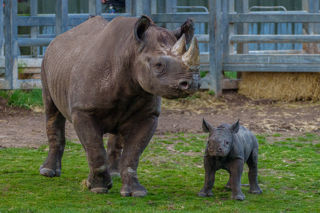 Yorkshire Wildlife Park Rhino 015