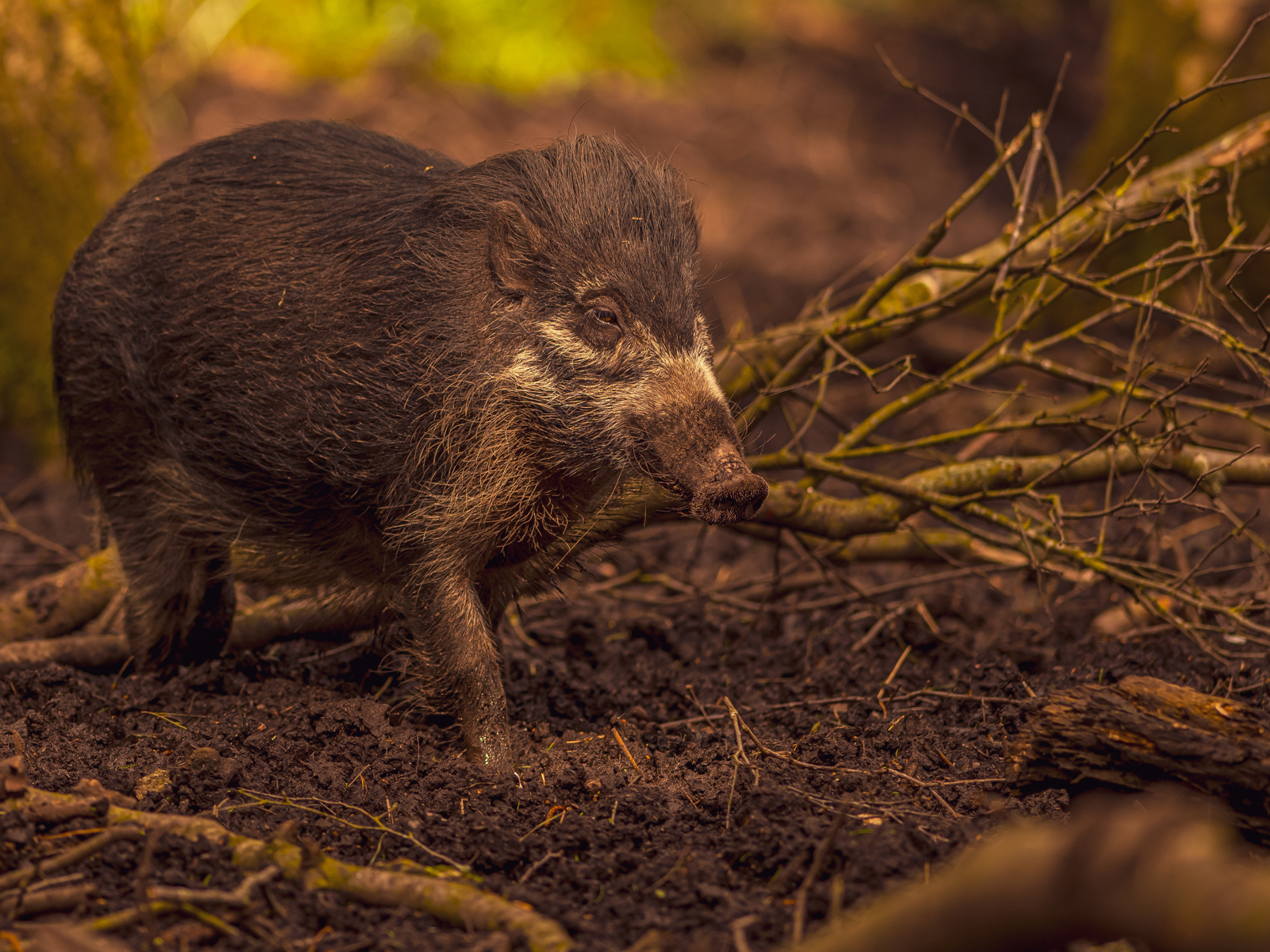 2024 Warty Pig Dr Ywp 1