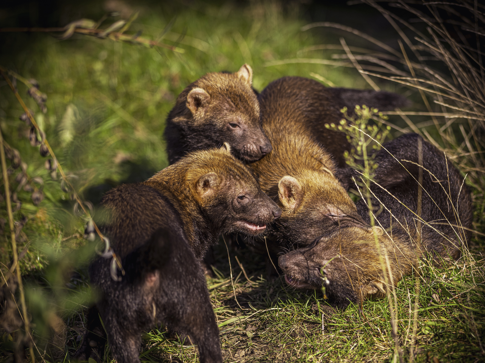 2024 Bush Dogs Dr Ywp 88