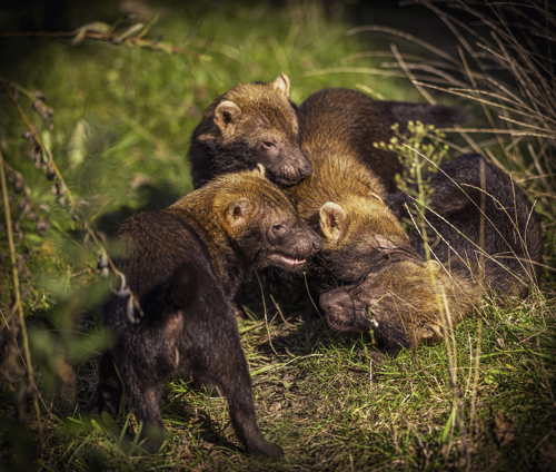 2024 Bush Dogs Dr Ywp 88