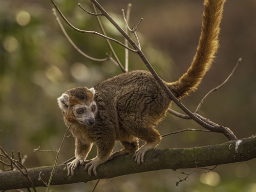 2025 Crowned Lemur Dr Ywp 5