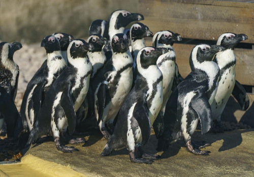 YWP Penguins 015