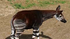 Male Okapi (1)