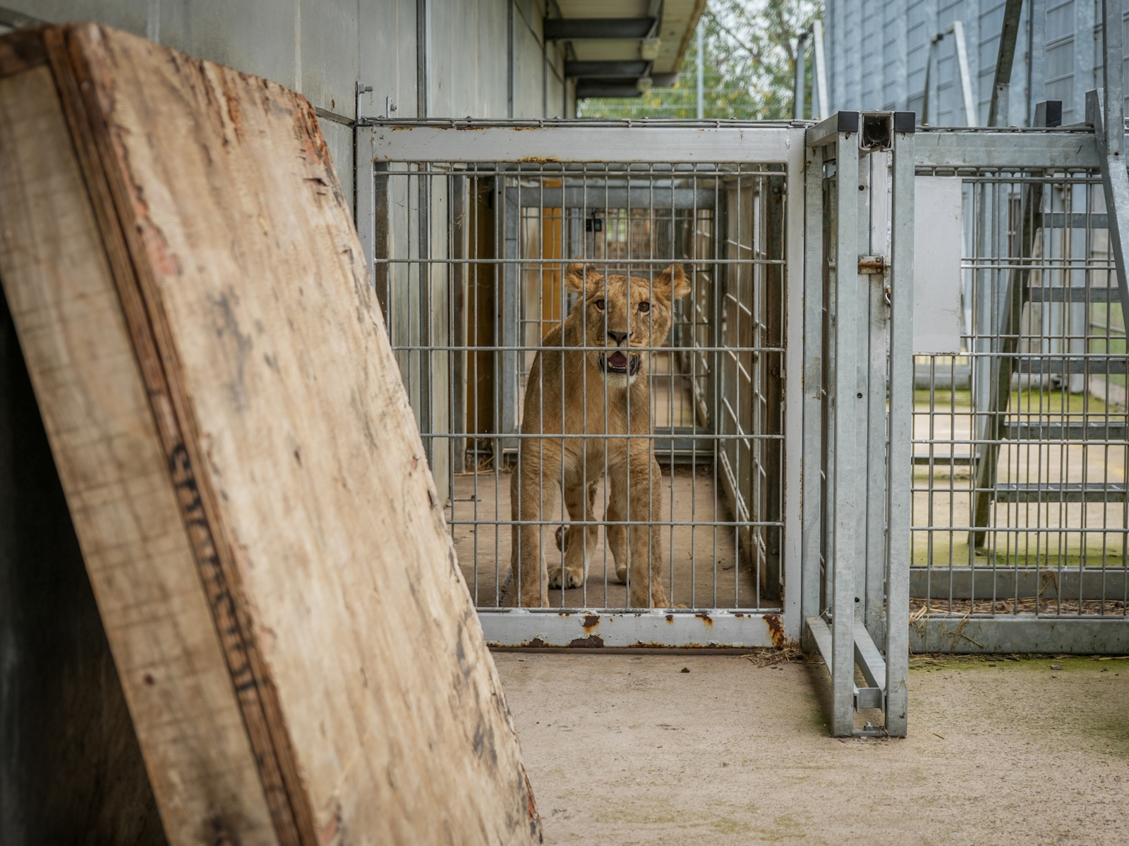 Lion Rescue 3 07