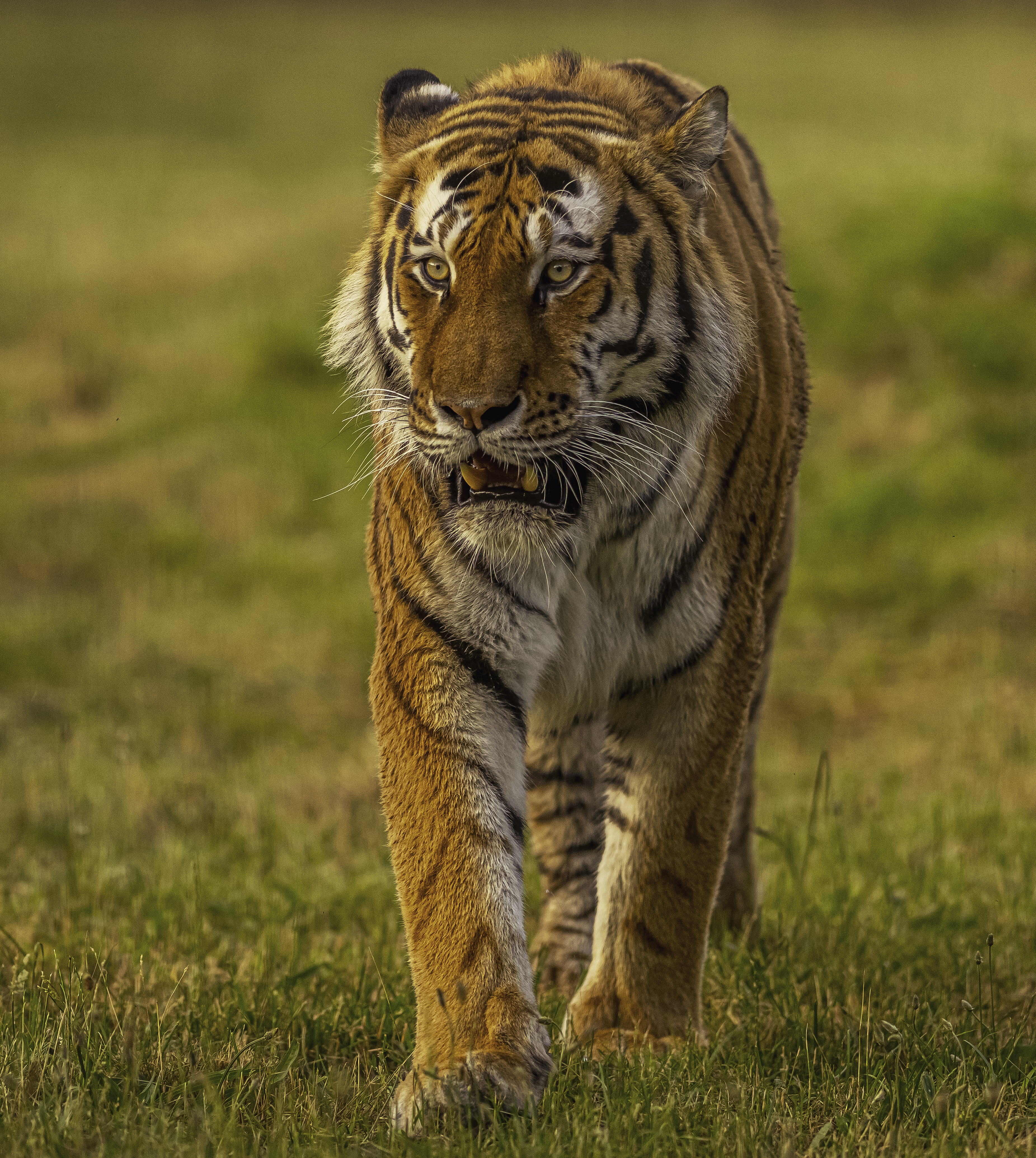 2025 Land Of The Tiger Altai Dr Ywp 47