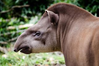 Tapir 7504609 1280