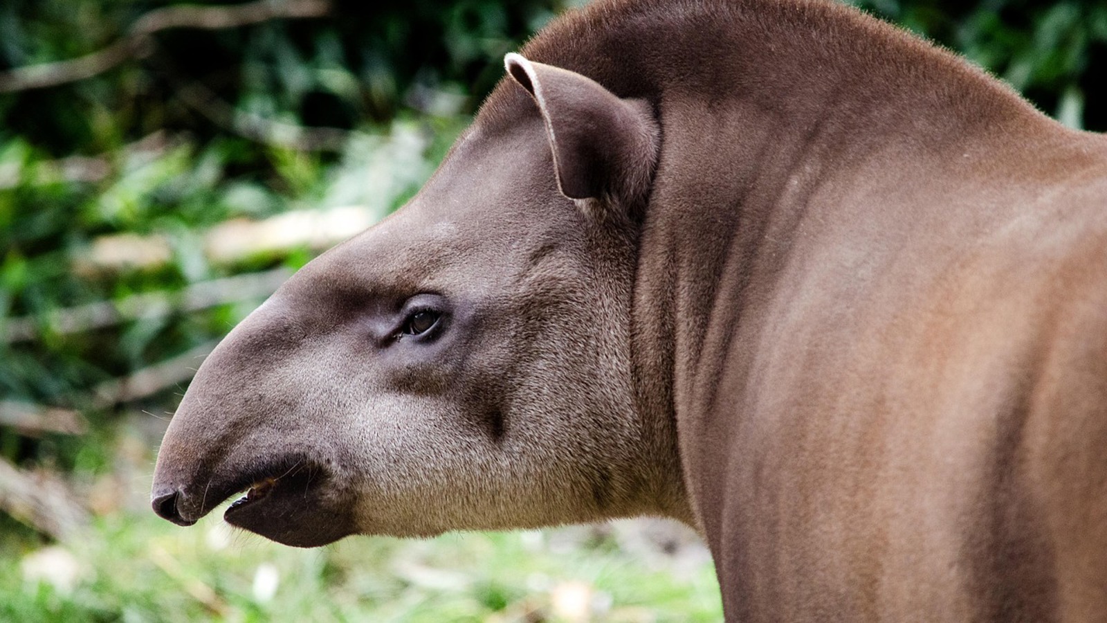 Tapir 7504609 1280