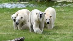 Flocke and Polar Bear Cubs (1)