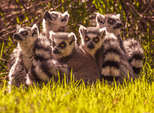 2023 05 03 2023 Lemur Group 2 Dr Ywp