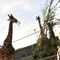 Giraffes Into Africa!