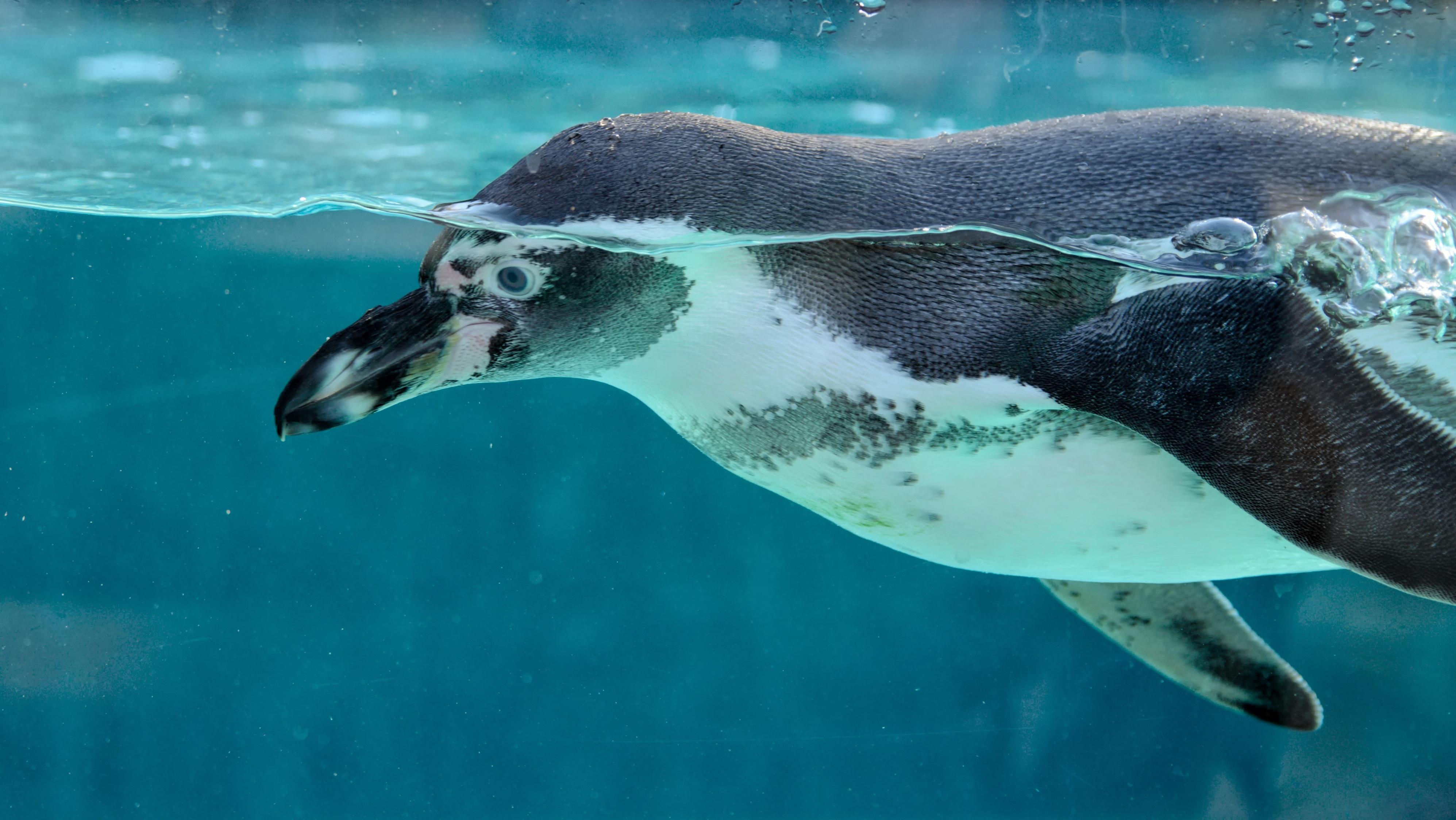 Mr Incognito Penguin 6905568
