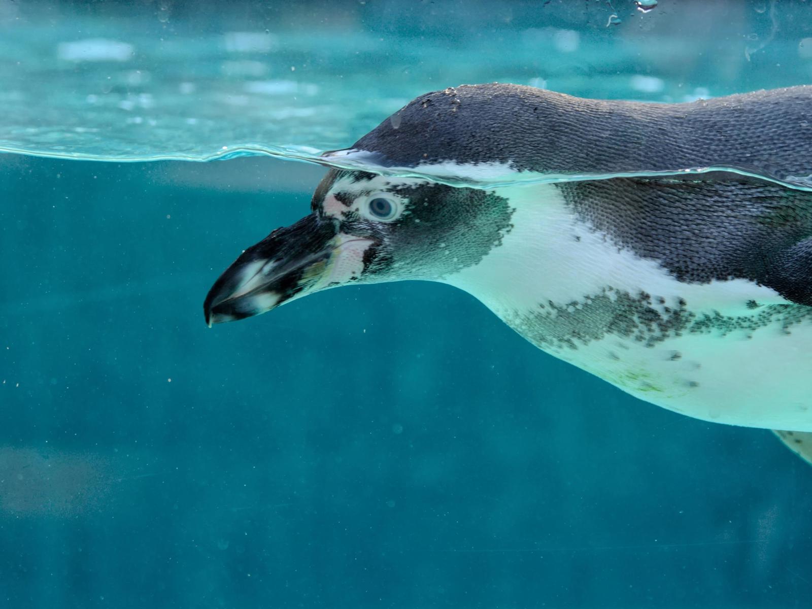 Mr Incognito Penguin 6905568