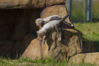 YWP Cheetah Cubs 010