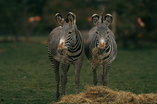 Grevy's Zebra 1
