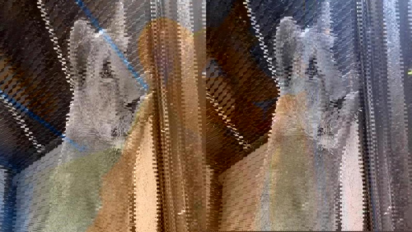 66Cc30e4 2297 4Ab0 Bebe B815c4f012aa 2