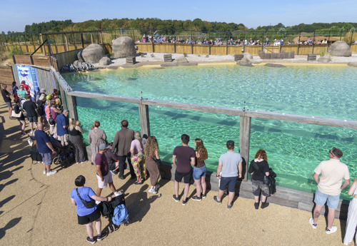 YWP Penguins 035