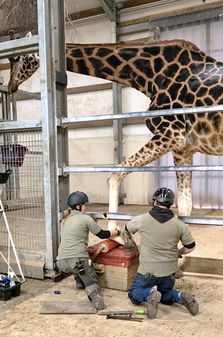 Giraffe Hoof Trim 01 Ywp