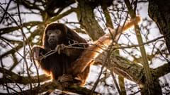 Howler Monkey In Tree Tops